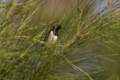 Myzomela vulnerata