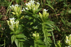 Gentiana dschungarica