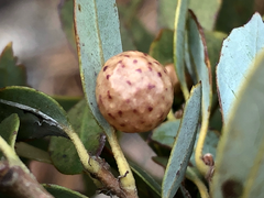 Andricus coquilletti