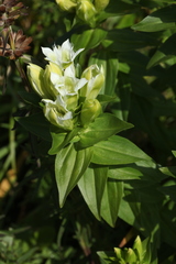 Gentiana dschungarica