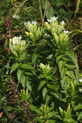 Gentiana dschungarica
