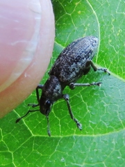 Tanymecus confusus