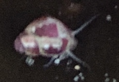 Eulithidium