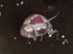 Eulithidium