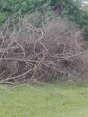 Merops orientalis ceylonicus