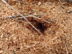 Pheidole gilvescens