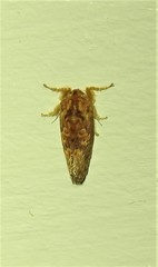 Pseudanapaea denotata