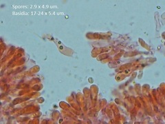 Steccherinum robustius