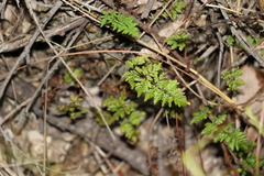 Cheilanthes sieberi sieberi