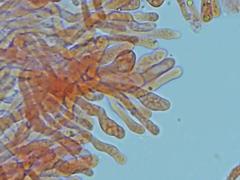 Steccherinum robustius