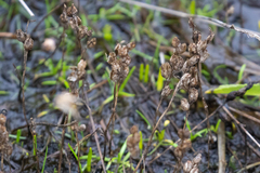 Castilleja victoriae