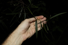 Acacia maidenii