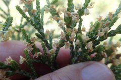Passerina paleacea