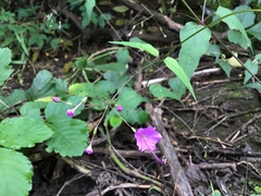 Commicarpus chinensis