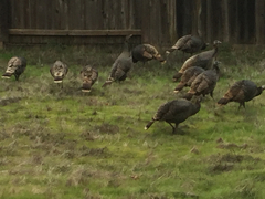 Meleagris gallopavo