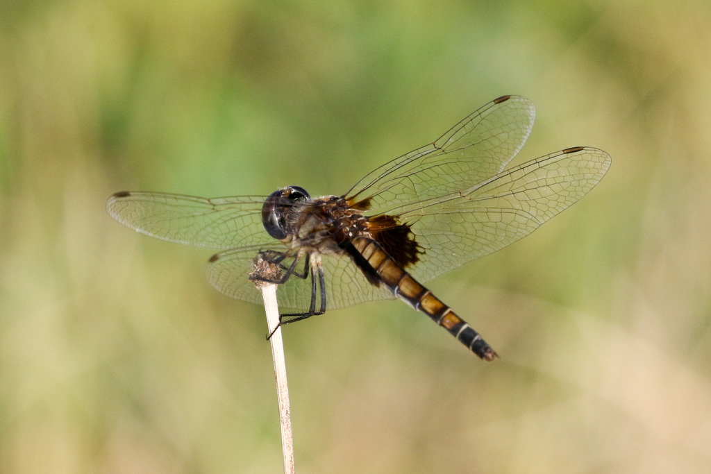 Marl Pennant