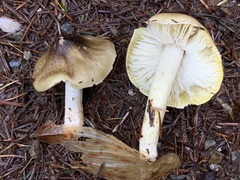 Tricholoma arvernense