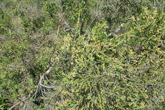Passerina paleacea