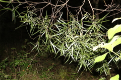 Acacia maidenii