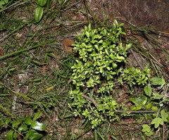 Psychotria daphnoides