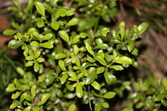 Psychotria daphnoides