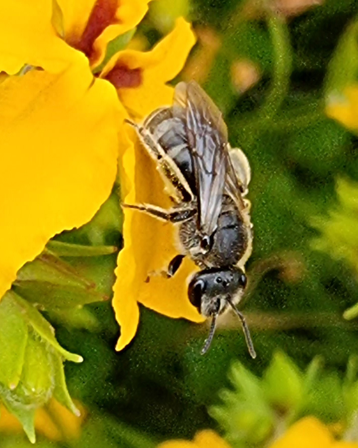 Chilalictus from Gordon VIC 3345, Australia on November 19, 2021 at 11: ...