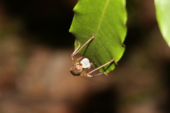 Larifugagraecia spuria