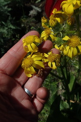 Senecio coronatus