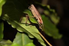 Larifugagraecia spuria