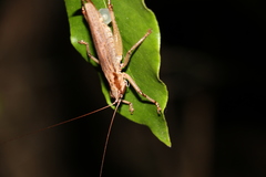 Larifugagraecia spuria