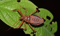 Erbessus