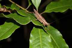 Larifugagraecia spuria