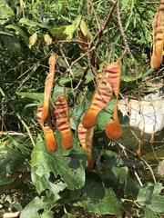 Spatholobus parviflorus