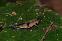 Xiphiola cyanoptera