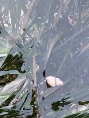 Nassarius fossatus