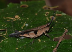 Xiphiola cyanoptera