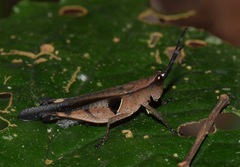 Xiphiola cyanoptera