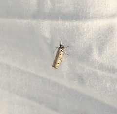 Ethmia sphaerosticha