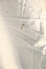 Ethmia sphaerosticha