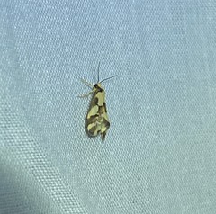 Philenora chionastis