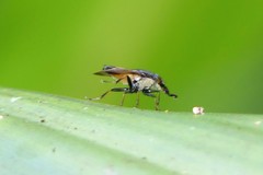 Idiella