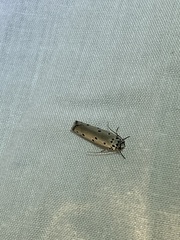 Ethmia sphaerosticha