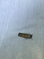 Ethmia sphaerosticha