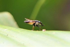 Idiella