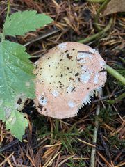 Russula bicolor