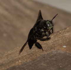 Xylocopa perforator