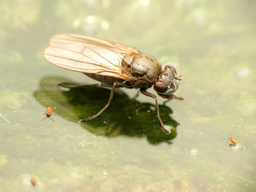 Setacera atrovirens