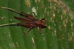 Hyperomerus ferreirai