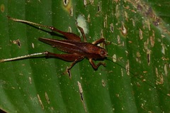 Hyperomerus ferreirai