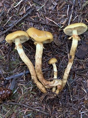 Pholiota malicola